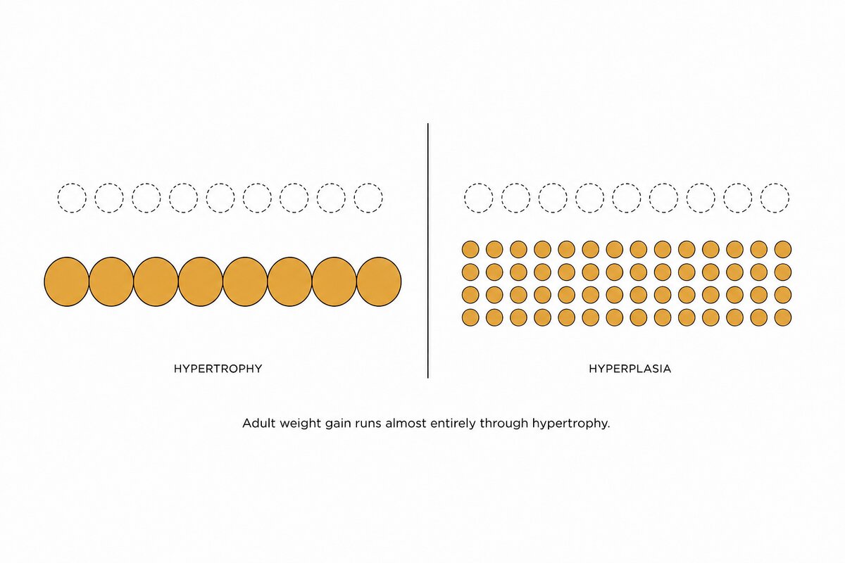 Diagram comparing hypertrophy and hyperplasia as the two ways fat tissue grows after liposuction. The hypertrophy panel shows the same number of fat cells as the dashed baseline reference row above it, with each cell drawn substantially larger to show existing adipocytes swelling with stored fat. The hyperplasia panel shows many more fat cells than the baseline row, each one small, illustrating that newly recruited cells add little volume. The caption states that adult weight gain runs almost entirely through hypertrophy, which is why fat cells removed by liposuction do not return while the cells that remain can enlarge.