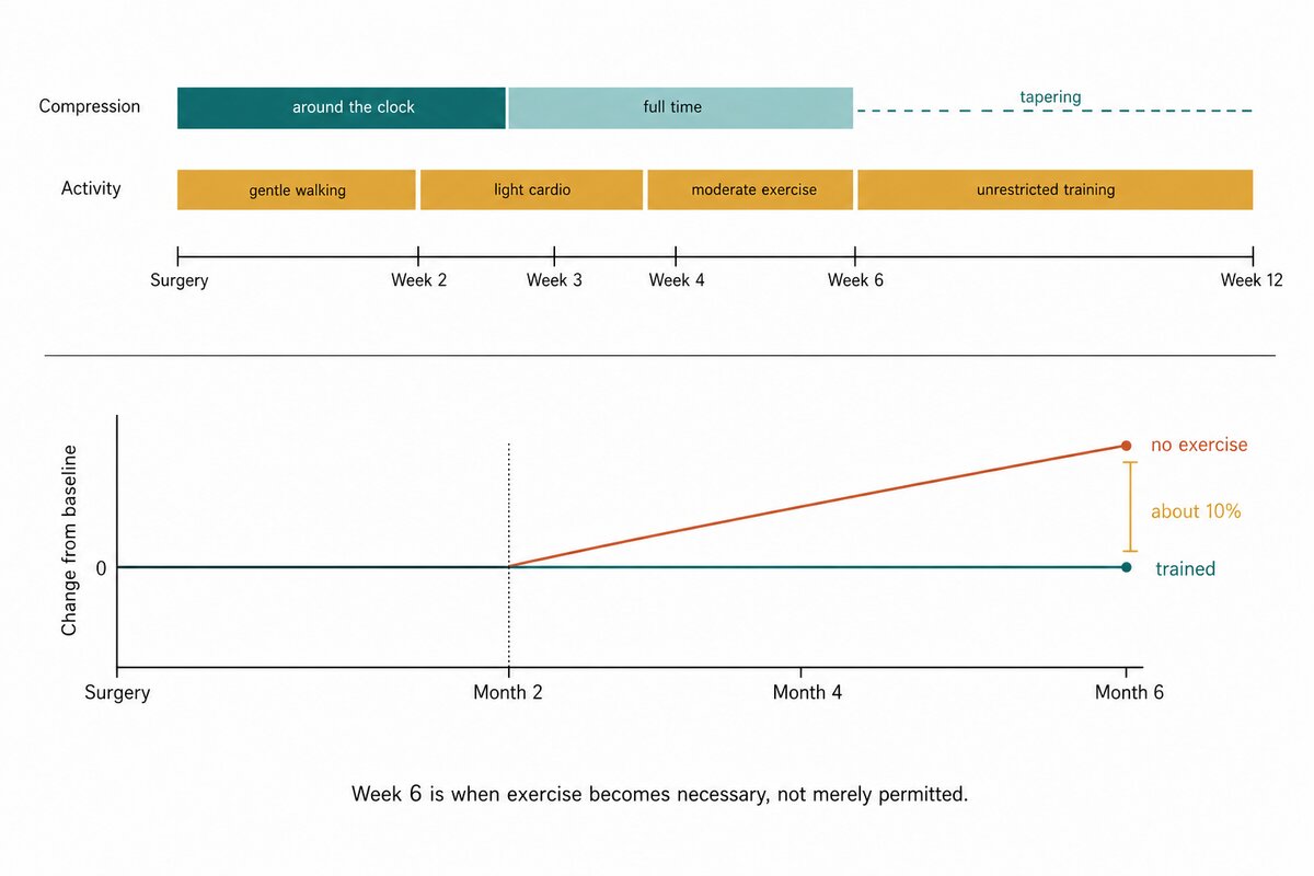 Two-part chart showing liposuction recovery and the effect of exercise on visceral fat. The upper chart runs from surgery to week 12 and shows compression worn around the clock to week 3, full time to week 6, then tapering, alongside activity progressing through gentle walking, light cardio, moderate exercise, and unrestricted training at weeks 2, 4, and 6. The lower chart runs from surgery to month 6 and plots change in visceral fat from baseline, with both groups flat until month 2 and then diverging: the group that did not exercise rises about 10 percent by month 6 while the trained group stays flat. The caption states that week 6 is when exercise becomes necessary, not merely permitted.